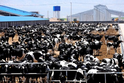 阿勒雪牧纯牛奶 祁连山雪域牧场馈赠，餐饮品质管理的黄金选择